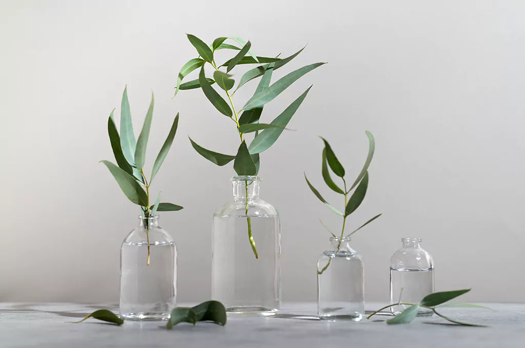 Eucalyptus essential oil Properties
