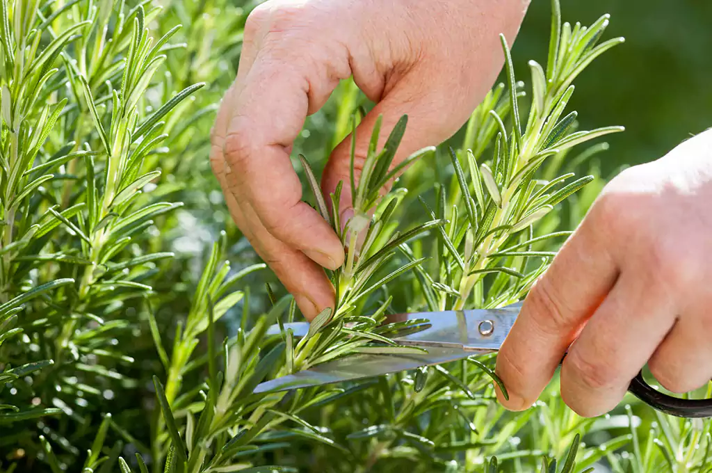 Harnessing rosemary