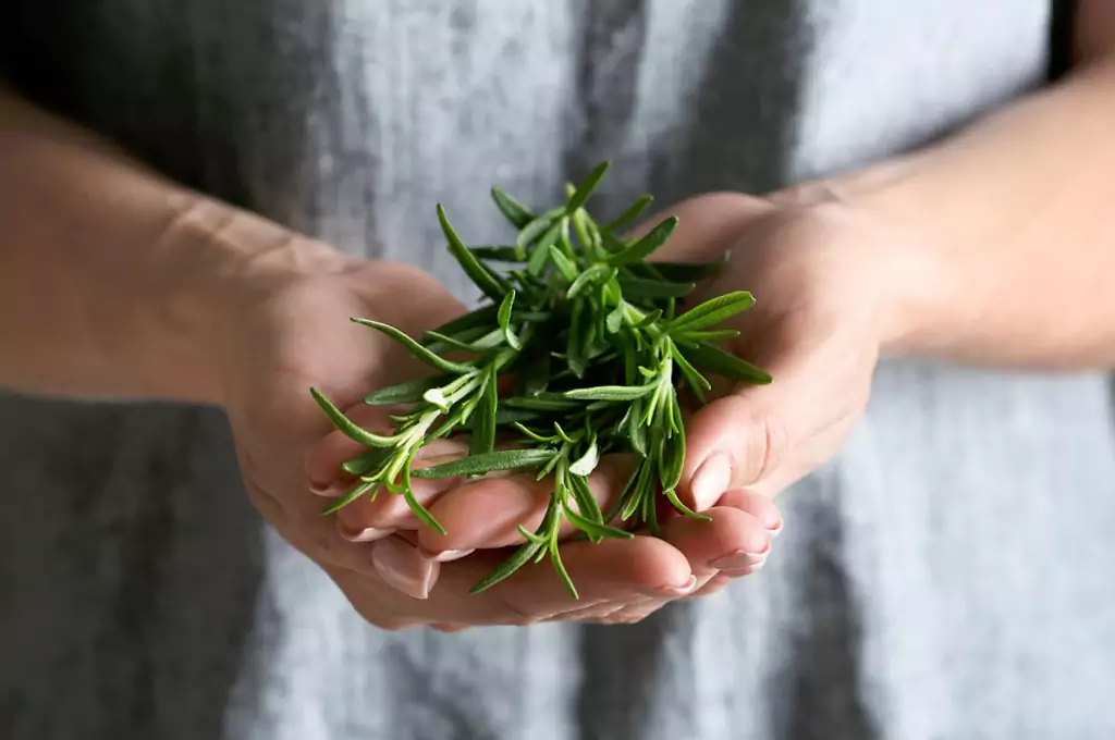 Rosemary Oil for Natural Home and Personal Care