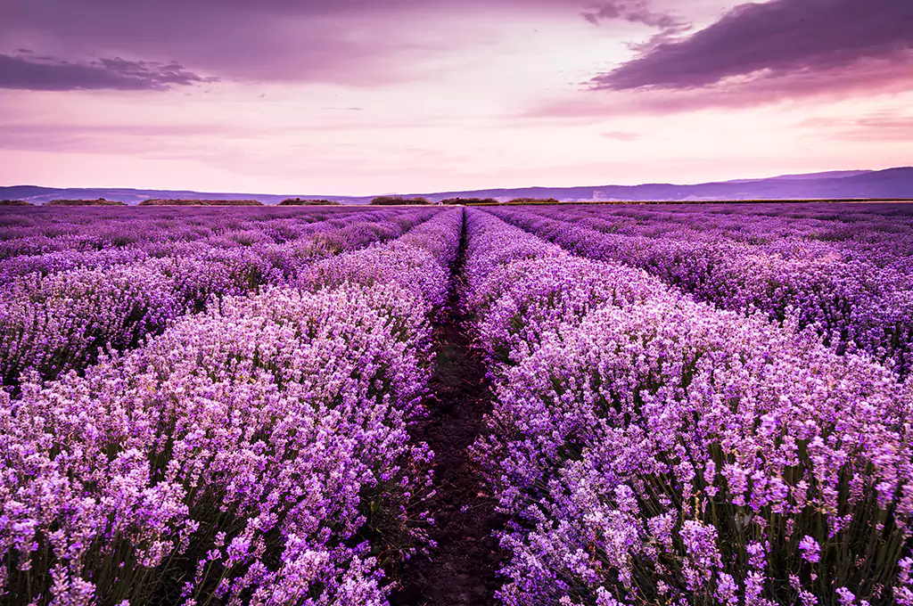 lavender farm photography
